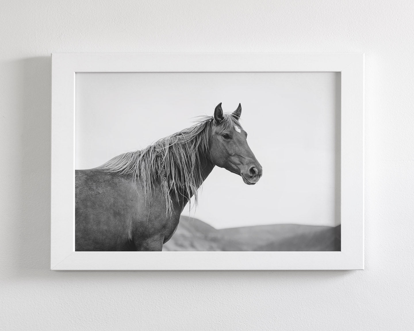 Wild Mare in Black and White