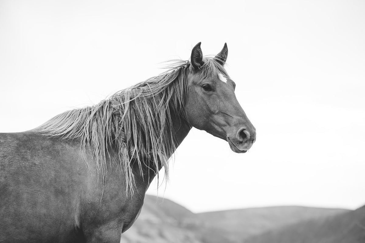 Wild Mare in Black and White