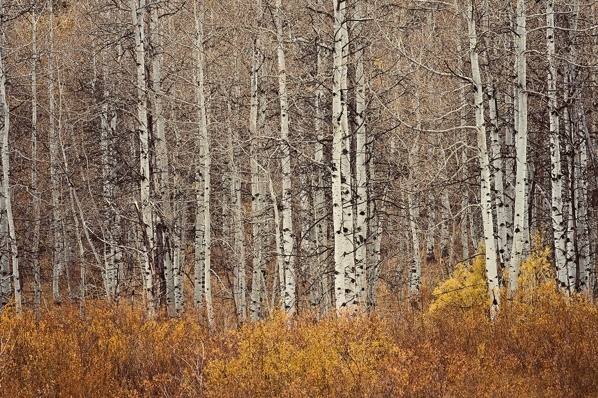 Autumn Aspen Trees