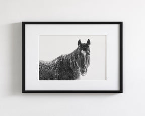 Snowy Black Horse