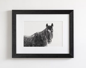 Snowy Black Horse