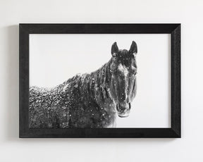 Snowy Black Horse