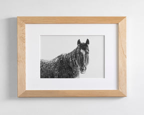 Snowy Black Horse