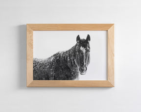 Snowy Black Horse