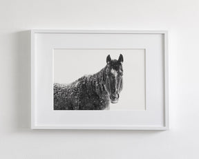 Snowy Black Horse