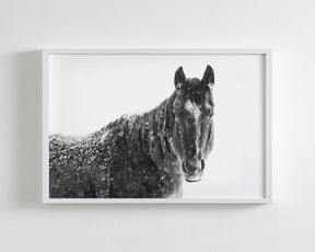 Snowy Black Horse