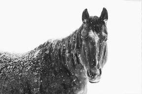 Snowy Black Horse
