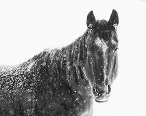 Snowy Black Horse