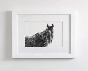 Snowy Black Horse