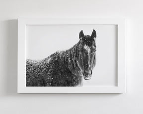 Snowy Black Horse