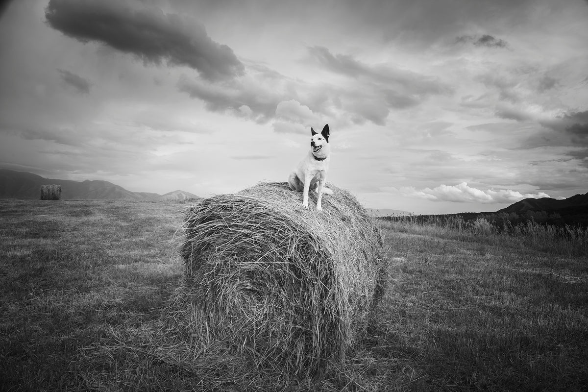 Farm Dog in Field
