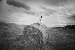 Farm Dog in Field