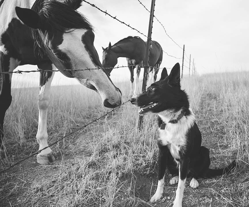 Farm Dog and Horse, sized 12x10