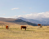 Scenic Cattle