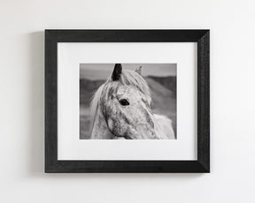 Appaloosa Horse Photo