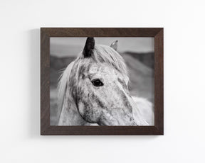 Appaloosa Horse Photo