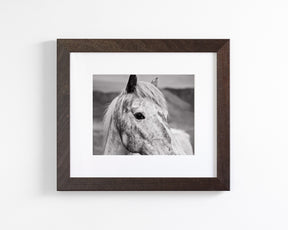 Appaloosa Horse Photo