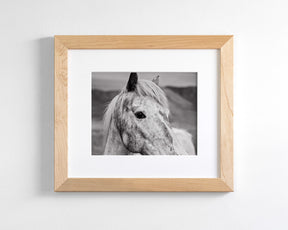 Appaloosa Horse Photo