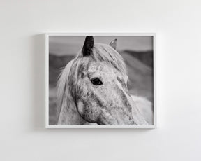 Appaloosa Horse Photo