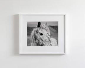 Appaloosa Horse Photo