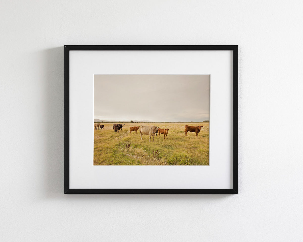 Autumn Cattle