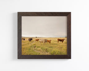 Autumn Cattle