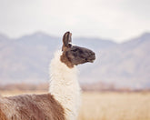 Mountain Llama