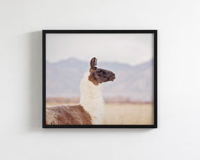 Mountain Llama