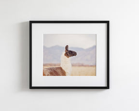 Mountain Llama