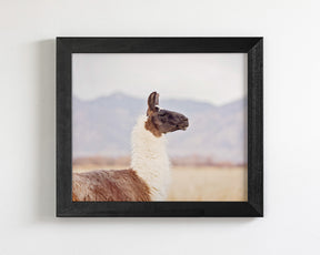 Mountain Llama