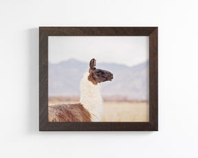 Mountain Llama