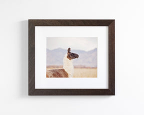 Mountain Llama