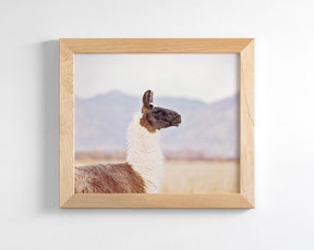 Mountain Llama