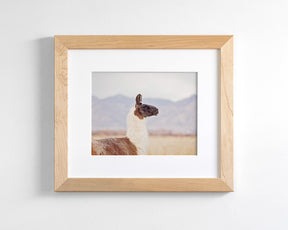 Mountain Llama