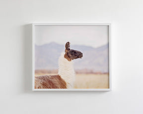 Mountain Llama