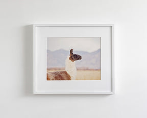 Mountain Llama