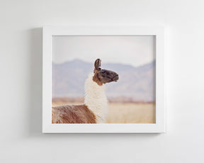Mountain Llama