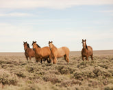 Autumn Mares