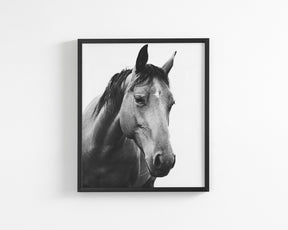 Modern Horse Portrait
