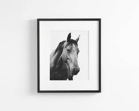 Modern Horse Portrait