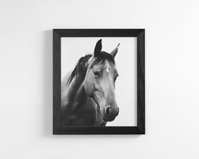 Modern Horse Portrait
