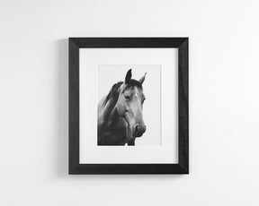 Modern Horse Portrait