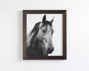 Modern Horse Portrait