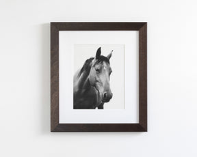 Modern Horse Portrait