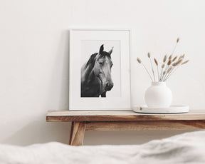 Modern Horse Portrait