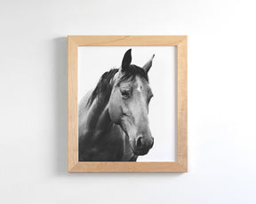 Modern Horse Portrait
