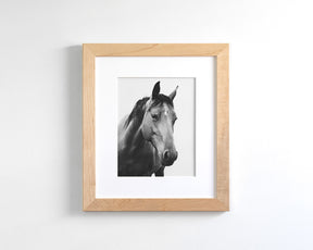 Modern Horse Portrait