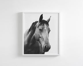 Modern Horse Portrait