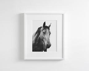 Modern Horse Portrait