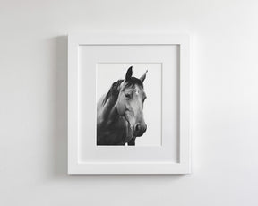 Modern Horse Portrait